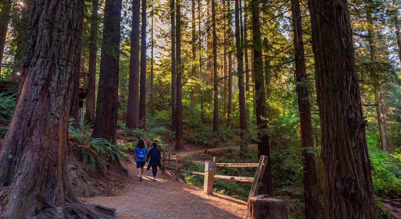 在华盛顿公园的霍伊特植物园，来一场放松身心的徒步之旅