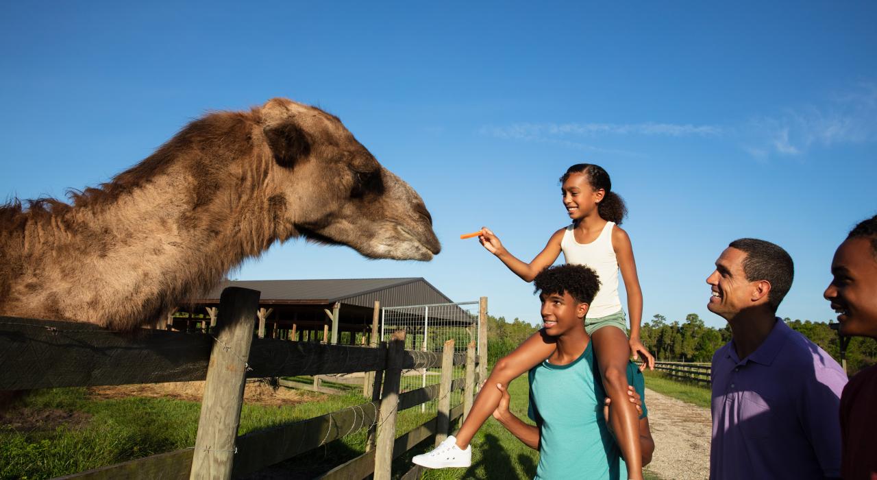 在莱克兰的 Safari Wilderness 动物园，和骆驼近距离接触