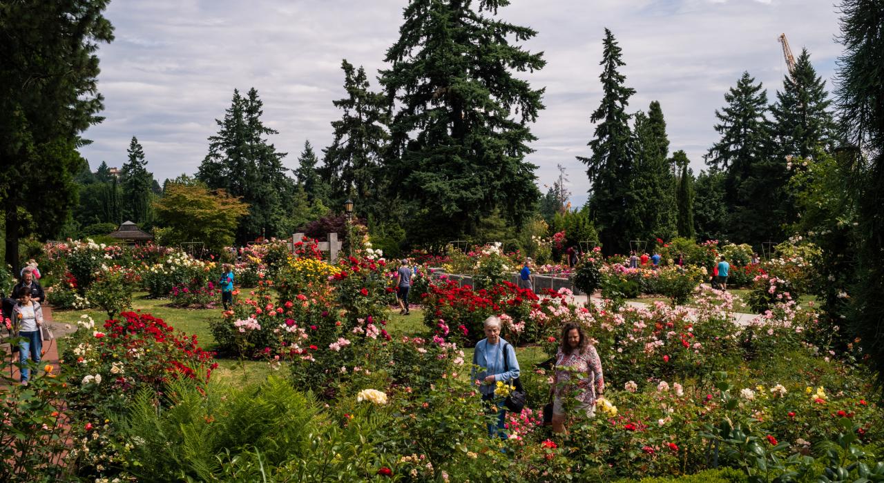 在华盛顿公园的国际玫瑰试验园，有 10,000 余株玫瑰争相盛放，涵盖 600 余种玫瑰