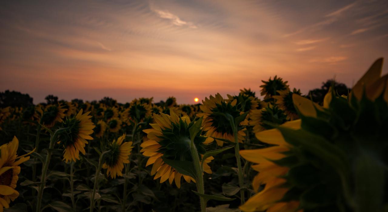 堪萨斯州托皮卡郊外，向日葵田的日出美景