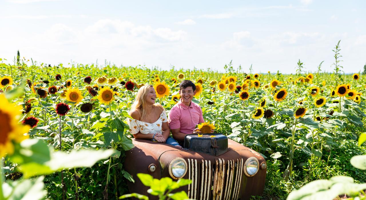 约克县纽帕克镇 (New Park) 的枫树草坪农场上生机勃勃的向日葵花田