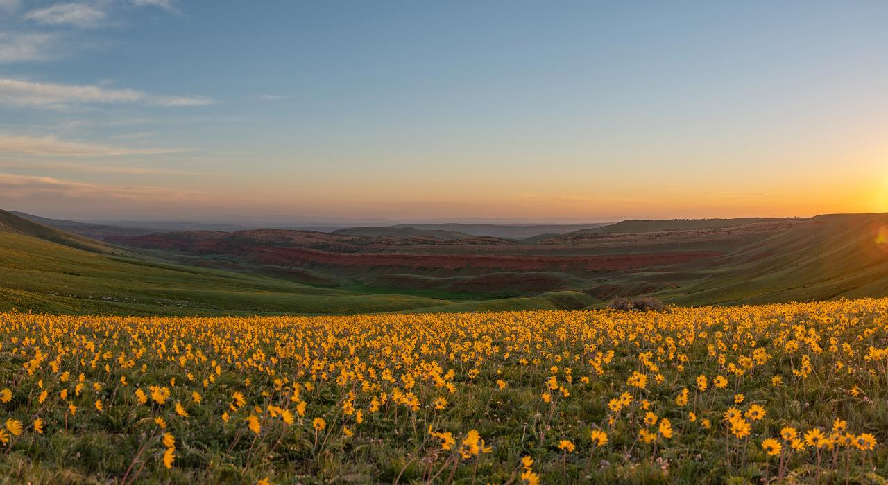 在兰德以南的红峡谷中黑眼苏珊花肆意绽放