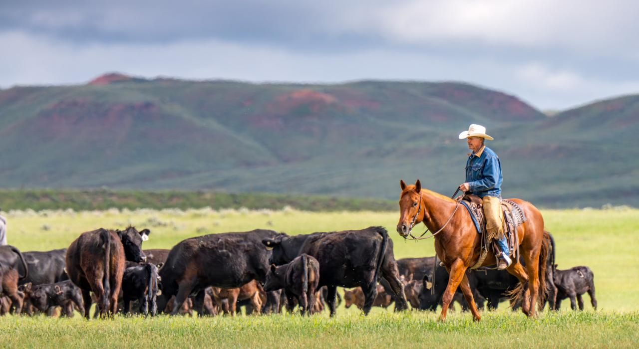 在比格霍恩山的余晖下放牧