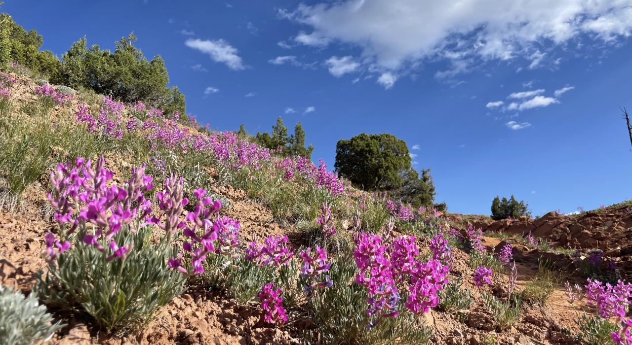 Quarry Loop Hiking Trail 步道两边五彩斑斓的野花