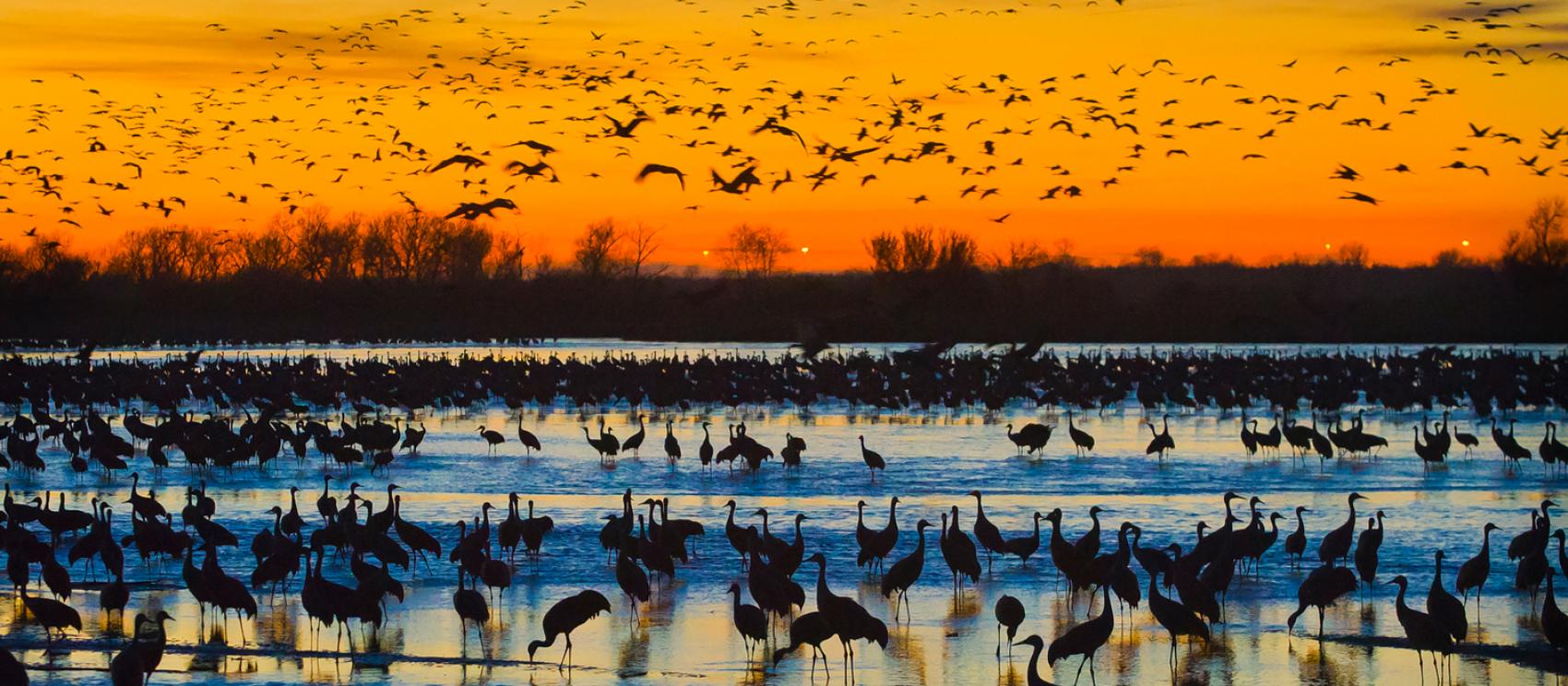 一群沙丘鹤聚集在黄昏下