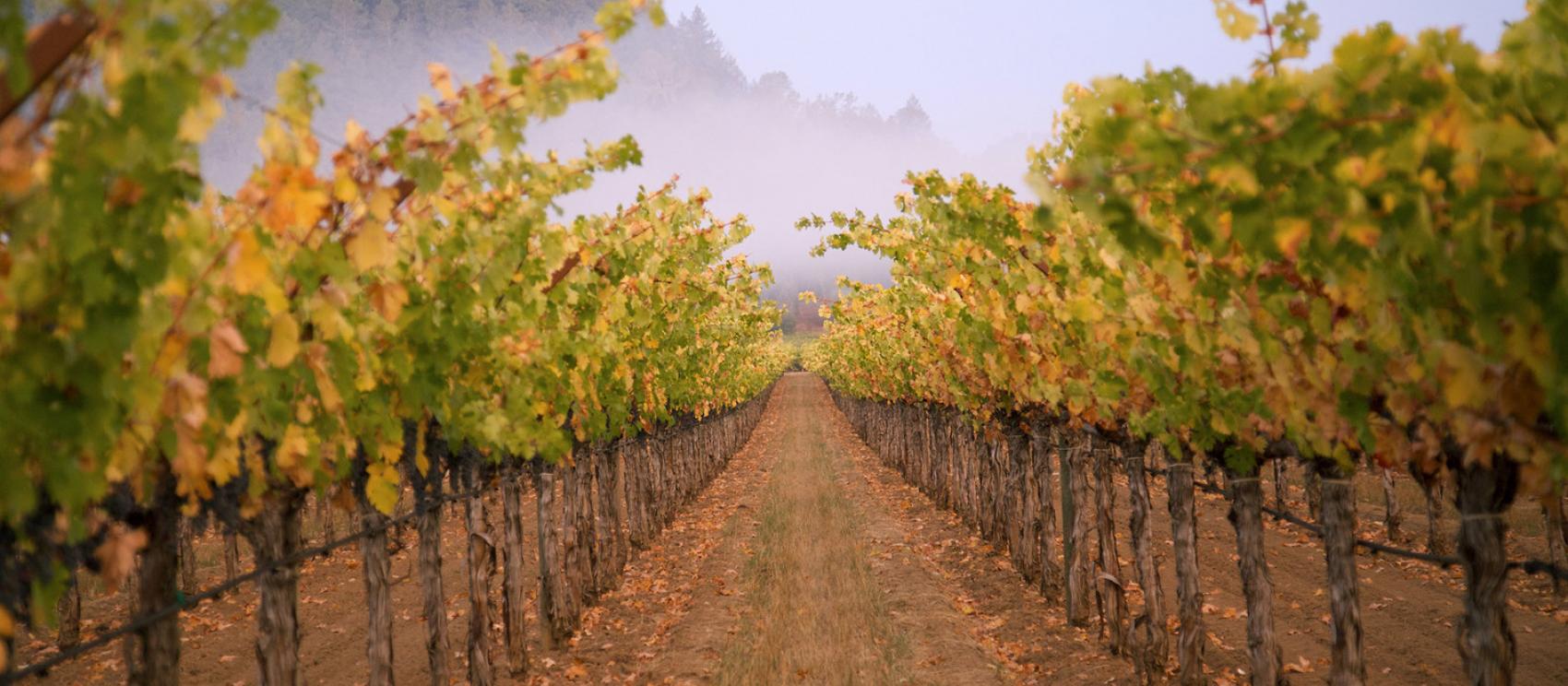 在纳帕山谷的杜克霍恩酒庄俯瞰一排葡萄树