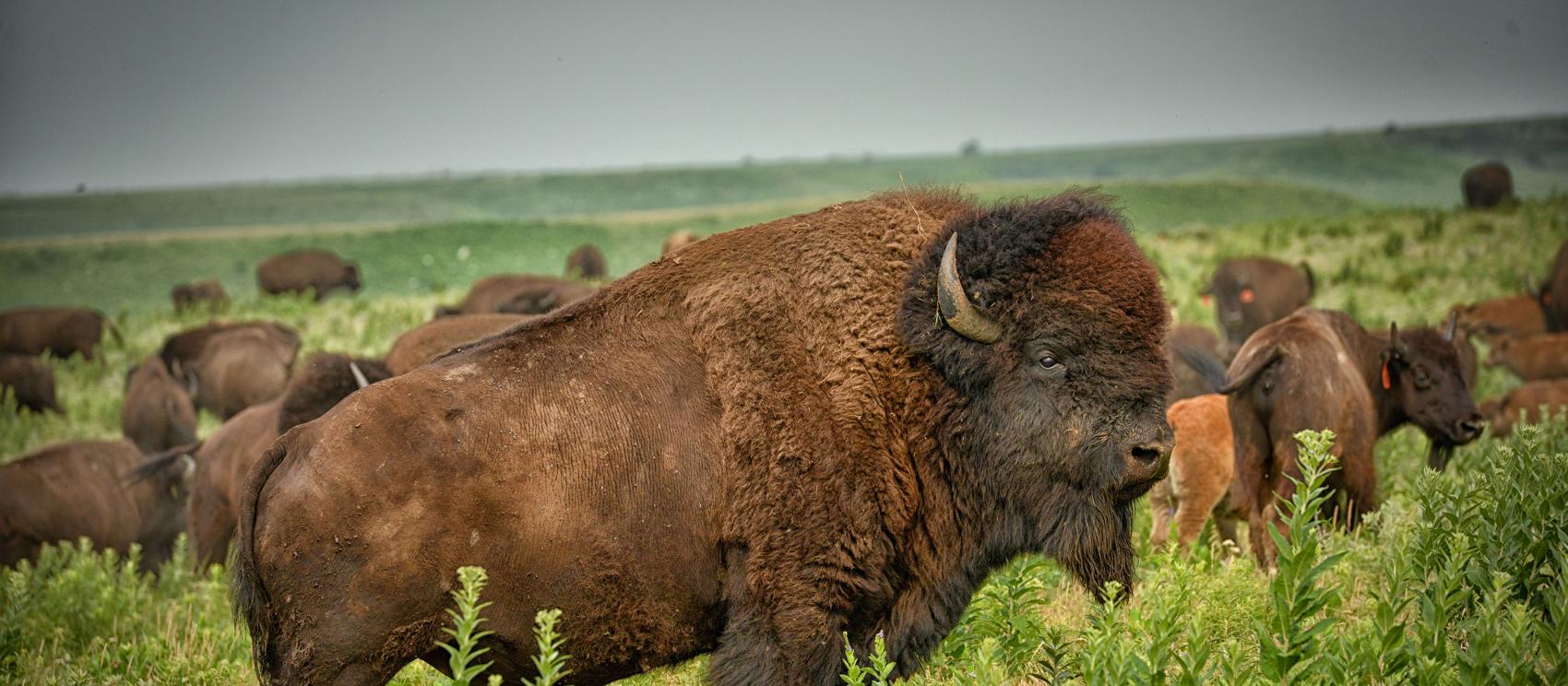 野牛在燧石山的高草草原悠游漫步