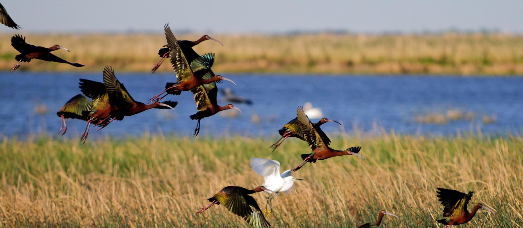 夏安洼地的湿地景观，这里是候鸟的停留处